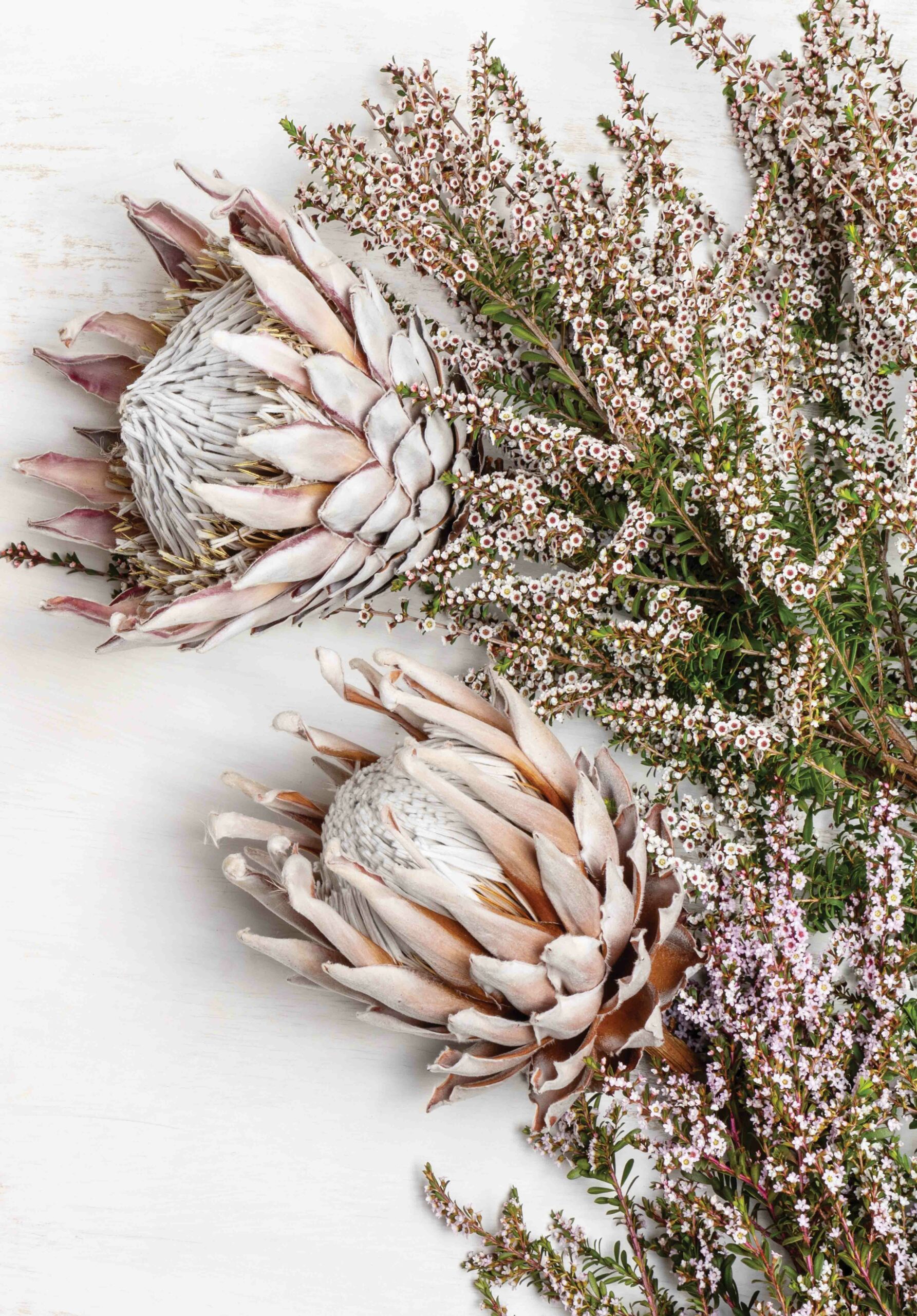 ___Foodnet_Dried_protea