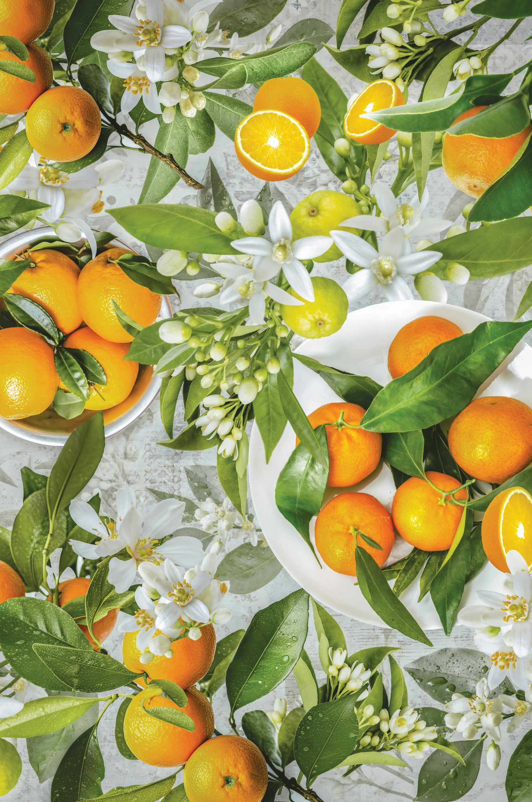 ___Foodnet_Oranges