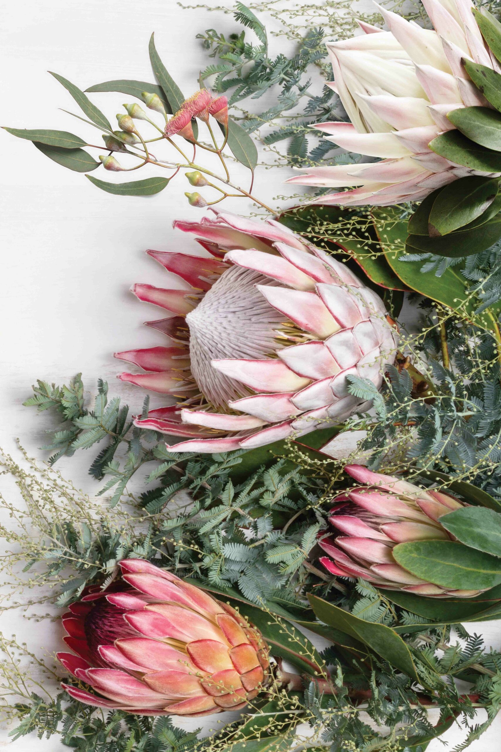 ___Foodnet_Protea